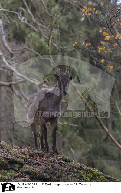 Himalayan tahr / PW-03921