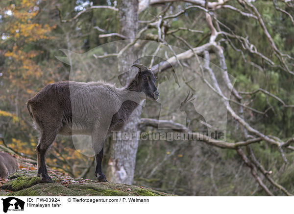 Himalaya-Tahr / Himalayan tahr / PW-03924