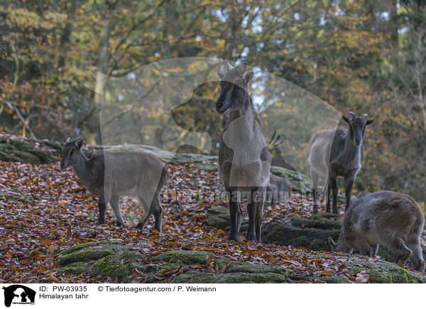 Himalayan tahr / PW-03935