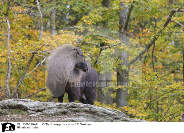 Himalaya-Tahr / Himalayan tahr / PW-03949