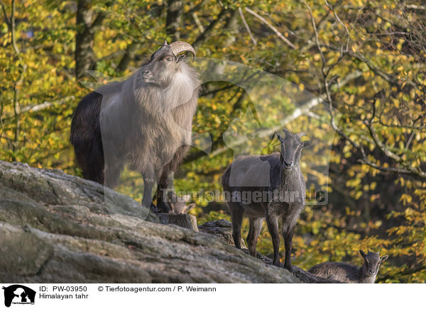 Himalaya-Tahr / Himalayan tahr / PW-03950