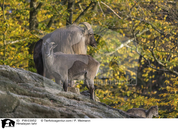 Himalaya-Tahr / Himalayan tahr / PW-03952