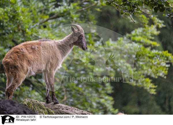 Himalaya-Tahr / Himalayan tahr / PW-10575