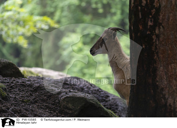Himalaya-Tahr / Himalayan tahr / PW-10585