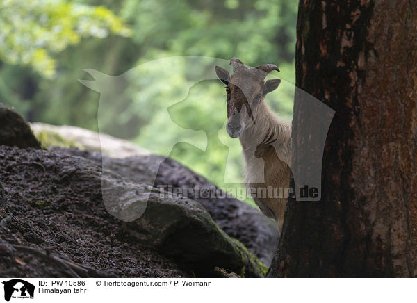 Himalaya-Tahr / Himalayan tahr / PW-10586