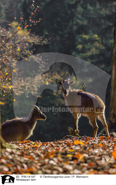Himalaya-Tahr / Himalayan tahr / PW-14187