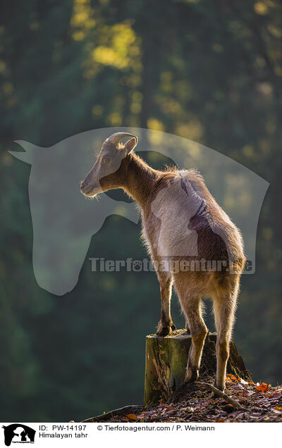 Himalaya-Tahr / Himalayan tahr / PW-14197