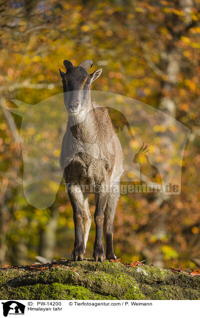 Himalaya-Tahr / Himalayan tahr / PW-14200