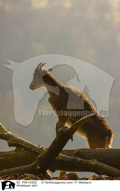 Himalaya-Tahr / Himalayan tahr / PW-14202