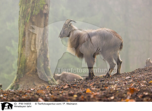 Himalaya-Tahr / Himalayan tahr / PW-14855