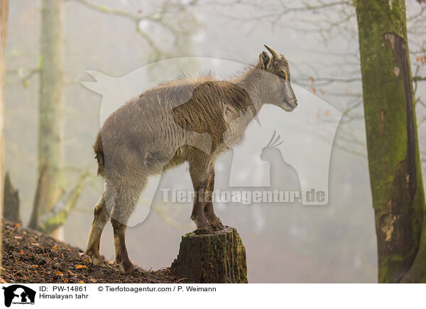 Himalayan tahr / PW-14861