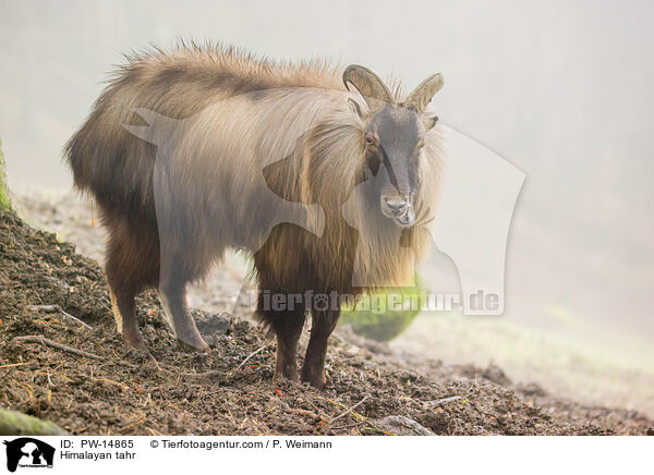 Himalaya-Tahr / Himalayan tahr / PW-14865