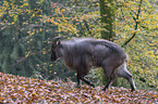 Himalayan tahr