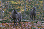 Himalayan tahr