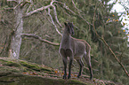 Himalayan tahr