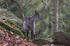 Himalayan tahr