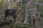 Himalayan tahr