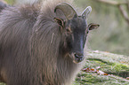 Himalayan tahr