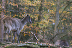 Himalayan tahr