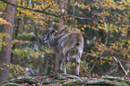 Himalayan tahr
