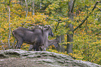 Himalayan tahr