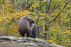 Himalayan tahr
