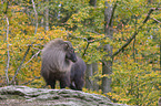 Himalayan tahr