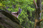 Himalayan tahr