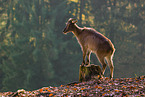 Himalayan tahr