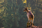 Himalayan tahr