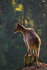Himalayan tahr