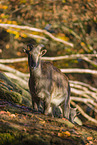 Himalayan tahr