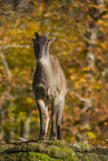 Himalayan tahr