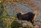 Himalayan tahr