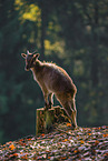 Himalayan tahr