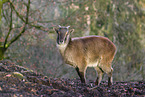 Himalayan tahr