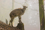 Himalayan tahr