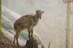 Himalayan tahr