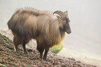 Himalayan tahr