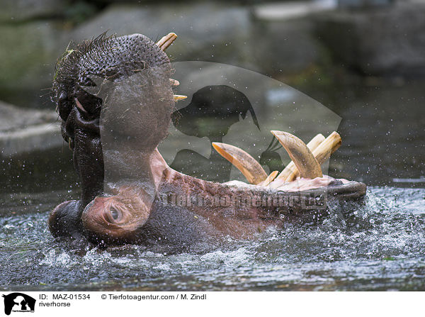 Nilpferd / riverhorse / MAZ-01534