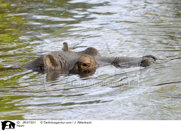 hippo / JR-01501