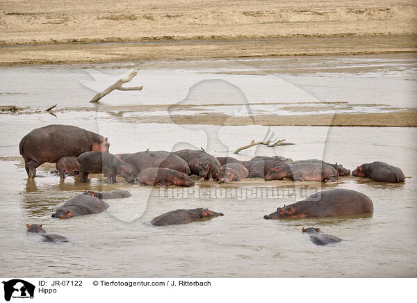 Nilpferd / Hippo / JR-07122
