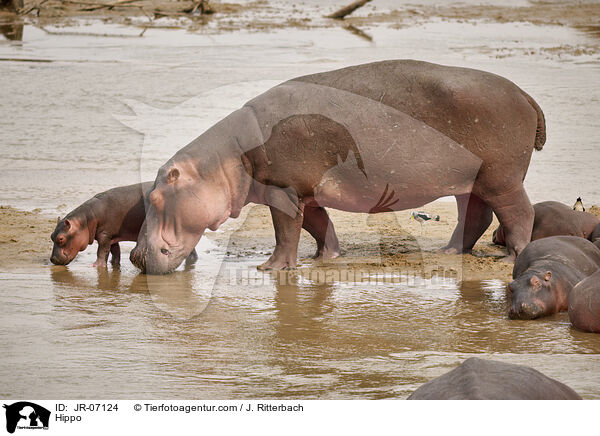 Nilpferd / Hippo / JR-07124