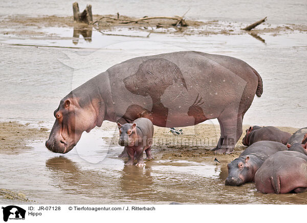 Nilpferd / Hippo / JR-07128