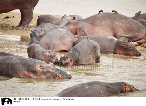 Nilpferd / Hippo / JR-07129