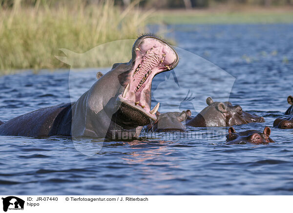 Nilpferd / hippo / JR-07440