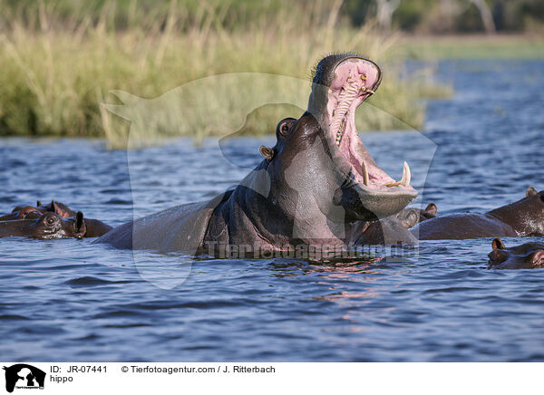 Nilpferd / hippo / JR-07441