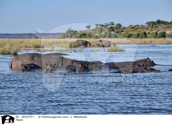 Nilpferd / hippo / JR-07471