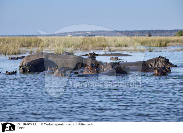 Nilpferd / hippo / JR-07472