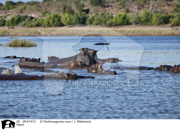 Nilpferd / hippo / JR-07473